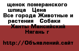 щенок померанского  шпица › Цена ­ 50 000 - Все города Животные и растения » Собаки   . Ханты-Мансийский,Нягань г.